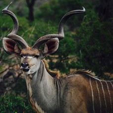 Kudu Scatter Cushions (40cm x 40cm)